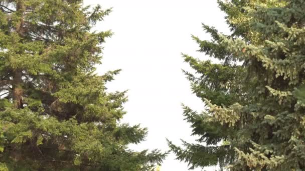Паук Паутине Сотканной Между Ветвями Деревьев Переместить Фокус Дерева Паука — стоковое видео