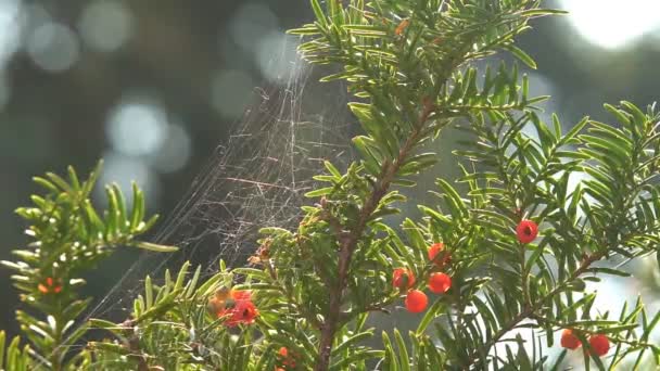 Μια Αράχνη Έναν Ιστό Υφασμένο Ανάμεσα Κλαδιά Δέντρων Μετακίνηση Εστίασης — Αρχείο Βίντεο
