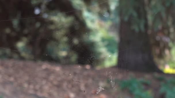 旧公園の風景です 葉で覆われた地球の表面を持つ若い植物の背景に古い木の幹の下の部分 — ストック動画