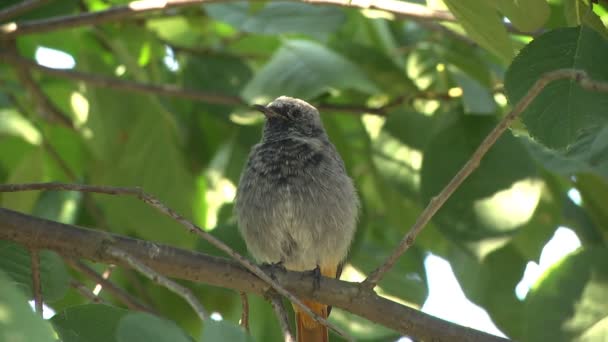 Yas Tutan Güvercin Kuşu Kış Boyunca Meşe Ağacının Dalına Tünemiş — Stok video