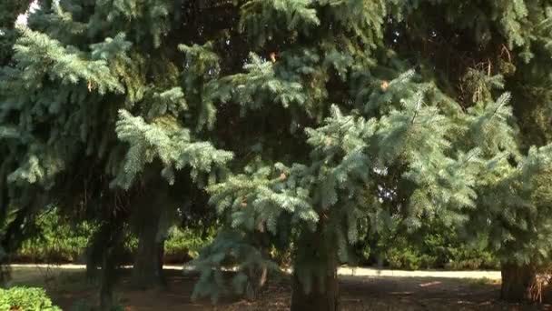 Uma Aranha Numa Teia Tecida Entre Ramos Árvores Mover Foco — Vídeo de Stock