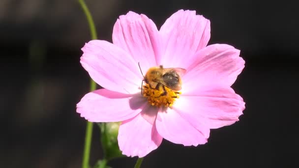 Μέλισσα Συλλέγει Νέκταρ Και Γύρη Ένα Καφέ Λουλούδι Knapweed — Αρχείο Βίντεο