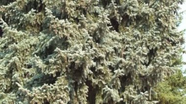 Ağın dalları arasında örülmüş bir örümcek. Odağı ağaçtan örümceğe taşı