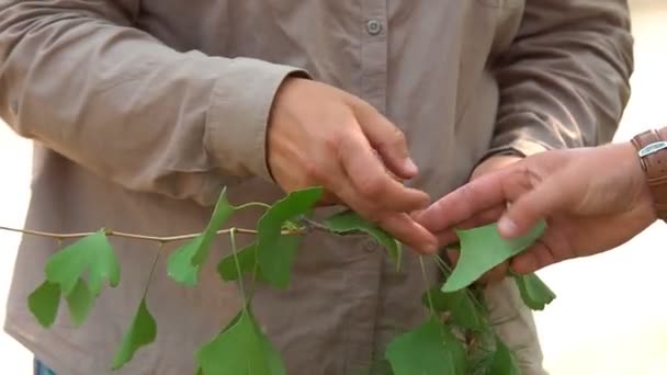 Uomo Tiene Mano Una Pianta Con Foglie Verdi Discute Con — Video Stock