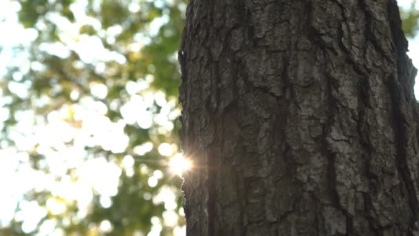 Raios Solares Brilham Através Superfície Casca Uma Árvore Velha Enquanto — Vídeo de Stock