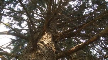 Ağın dalları arasında örülmüş bir örümcek. Odağı ağaçtan örümceğe taşı