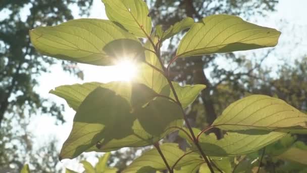 美丽的太阳光和太阳在树梢上闪耀 阳光在树叶上闪耀 — 图库视频影像