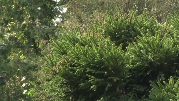 Une Araignée Dans Une Toile Tissée Entre Les Branches Arbres — Video