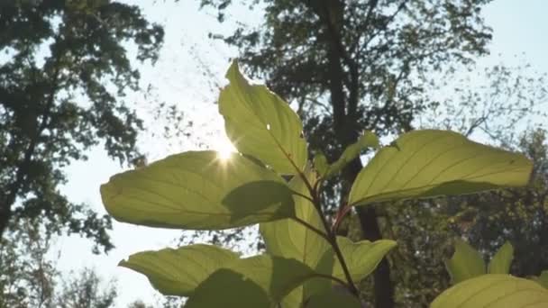 Красивые Солнечные Лучи Солнце Вспыхивают Вершине Деревьев Солнце Светит Через — стоковое видео