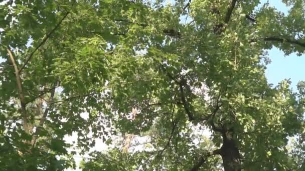 Les beaux rayons du soleil et l'éclat du soleil à travers les arbres, le soleil brille à travers le feuillage .