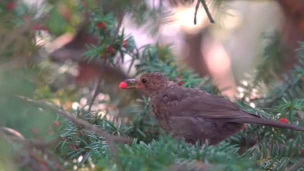 Ptak Siedzi Gałęzi Jedząc Czerwone Jagody — Wideo stockowe