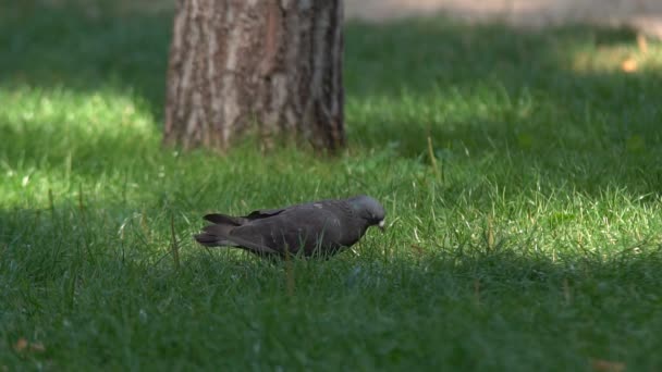 Pombo Cinzento Andando Grama Parque Câmera Lenta Close — Vídeo de Stock