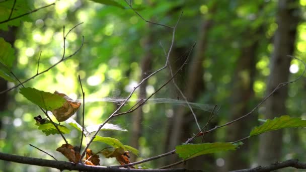 Ragno Una Ragnatela Intrecciata Tra Rami Albero Spostare Attenzione Albero — Video Stock