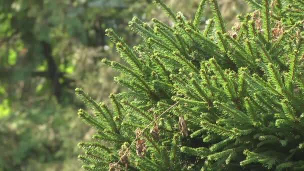 Una Araña Una Tela Tejida Entre Ramas Árboles Mover Enfoque — Vídeos de Stock