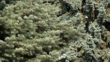 Ağın dalları arasında örülmüş bir örümcek. Odağı ağaçtan örümceğe taşı