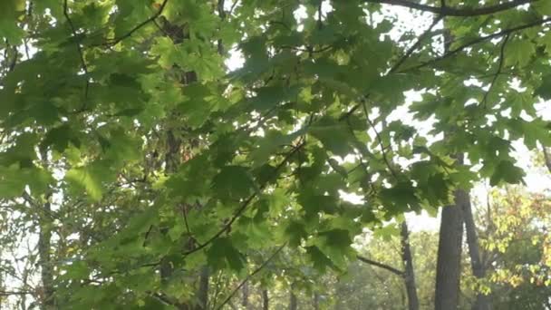 Vackra Solstrålar Och Soleruption Genom Träden Solen Skiner Genom Lövverk — Stockvideo