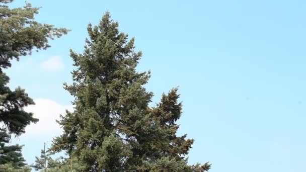 Différents Types Plantes Arbres Famille Des Pins Poussant Dans Jardin — Video