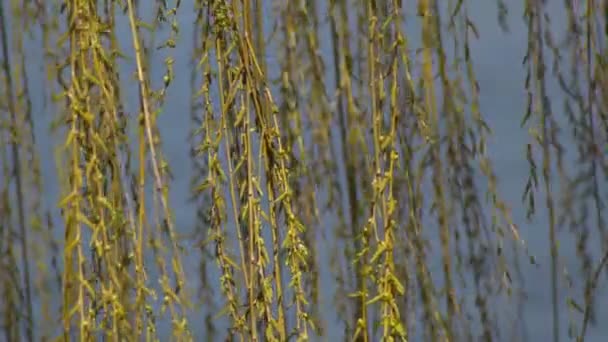 Les Longues Branches Saule Qui Fleurit Printemps Balancent Dans Une — Video