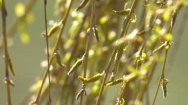 Baharda açan söğüt ağacının uzun dalları hafif bir esintiyle sallanıyor parlak güneşin altında ter döküyor.