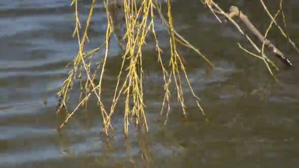 春に咲く柳の木の長い枝は 明るい太陽の下で穏やかな風の汗で揺れる — ストック動画