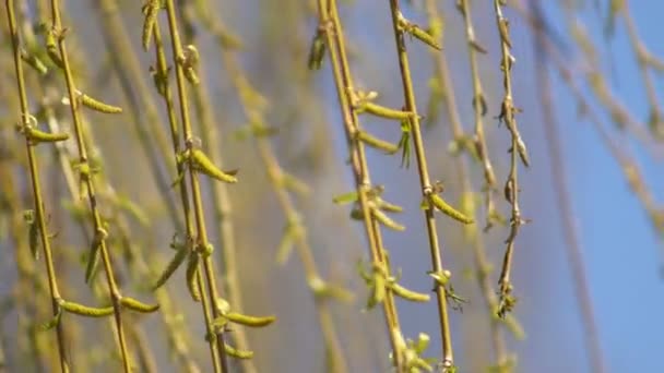 Nga Grenarna Piltrã Blommar Ren Svã Mild Bris Svett Den — Stockvideo