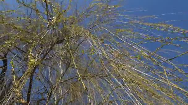 春天盛开的柳树长长的枝条 在明媚的阳光下 迎风徐徐摇曳 汗流浃背 — 图库视频影像