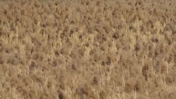 Múltiples Cañas Esponjosas Caña Seca Balancean Viento Creando Hermoso Fondo — Vídeos de Stock