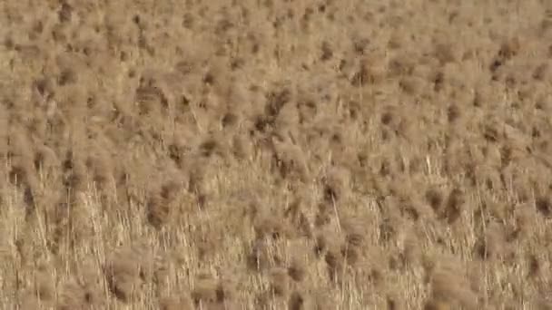 Multiple Fluffy Reeds Dry Reed Sway Wind Creating Beautiful Background — Stock Video