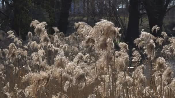 Plusieurs roseaux duveteux de roseau sec balancent dans le vent créant un beau fond 