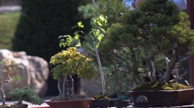 Botanik bahçesinde yetişen küçük yeşil bir bonsai ağacı. Bin yıllık Japon geleneği bahçesini kullanarak.