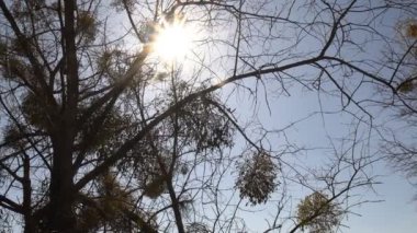 Tıbbi bitki ökseotu büyük miktarlarda ağaçlarda parazit yapar.