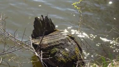 Kesilen ağaçların kökü gölde filizlenen ağaçların kalıntılarıdır.