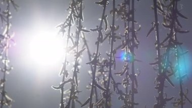 Gün batımında söğüt ağaçlarının arasından geçen güzel, yumuşak güneş ışığı. Ağaç dallarının yakın görüntüsü