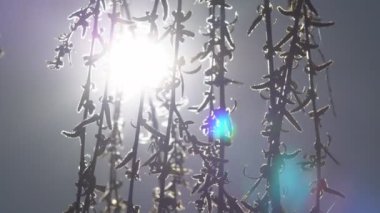 Gün batımında söğüt ağaçlarının arasından geçen güzel, yumuşak güneş ışığı. Ağaç dallarının yakın görüntüsü