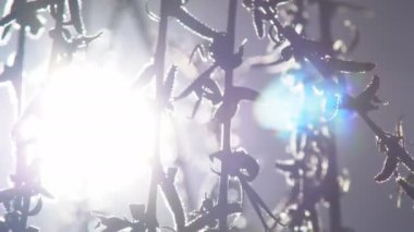 Gün batımında söğüt ağaçlarının arasından geçen güzel, yumuşak güneş ışığı. Ağaç dallarının yakın görüntüsü