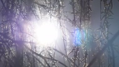 Gün batımında söğüt ağaçlarının arasından geçen güzel, yumuşak güneş ışığı. Ağaç dallarının yakın görüntüsü