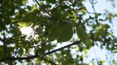 Açık bir bahar günü çiçek açmadan önce açan kiraz ağacının parlak yeşil yaprakları.