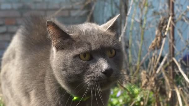 Kızgın Kedi Suratı Ağzını Açar Kızgın Bir Kedi Saldırgan Ağızlık — Stok video