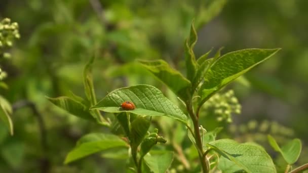 Hojas Verdes Brillantes Las Ramas Florecientes Cerezo Pájaro Día Claro — Vídeos de Stock