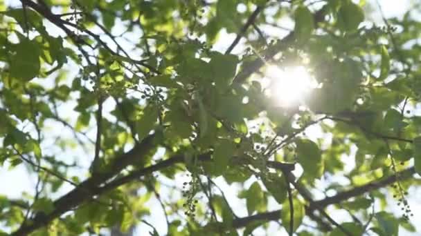 Λαμπερά Πράσινα Φύλλα Κερασιάς Πουλιών Που Ανθίζουν Κλαδιά Μια Σαφή — Αρχείο Βίντεο