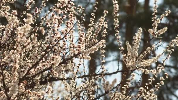 Biały Kwiat Morela Kroplami Deszczu Płatkach Kwitnące Ogrodzie Moreli Drzew — Wideo stockowe