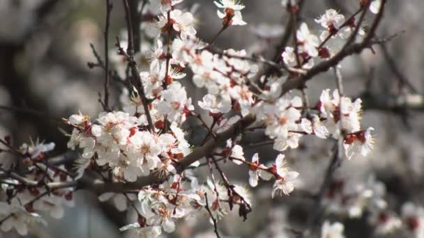白い花白い花を咲かせる背景を背景に アプリコットの木の庭で開花する花弁の上に雨滴とアプリコット 花を閉じて — ストック動画