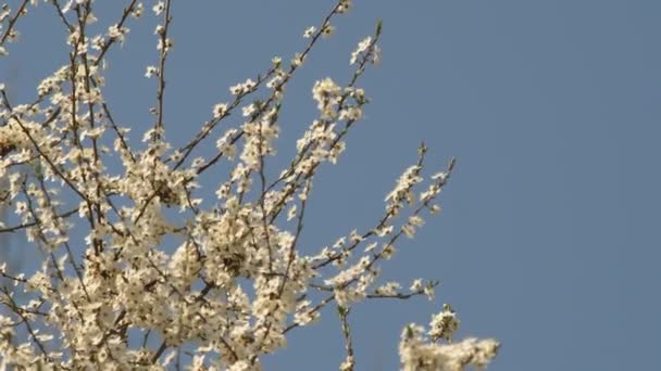 Біла Квітка Абрикос Дощовими Пагонами Пелюстках Квітучі Саду Абрикосових Дерев — стокове відео