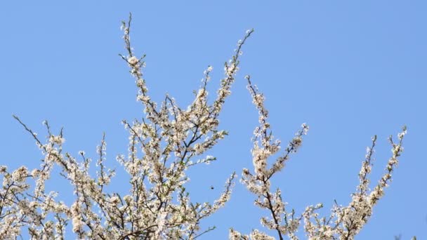 花瓣上有雨滴的白色杏花 在杏树花园里开花 背景是盛开的白色花朵 大自然 开花结果 — 图库视频影像