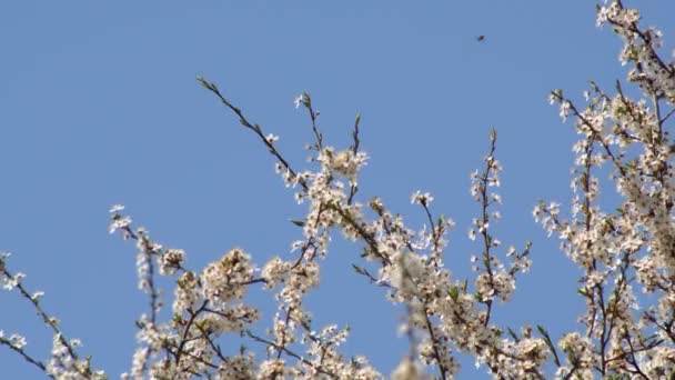 Bílý Květ Meruňka Kapkami Deště Okvětních Lístcích Kvetoucí Zahradě Meruňkových — Stock video