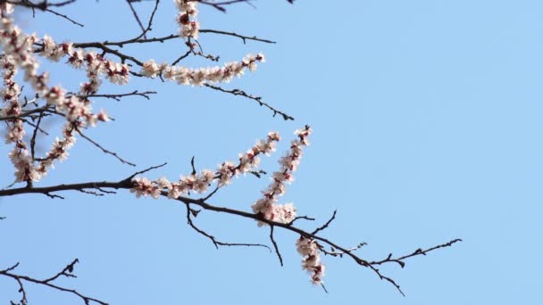 White Flower Apricot Raindrops Petals Flowering Garden Apricot Trees Background — Stock Video