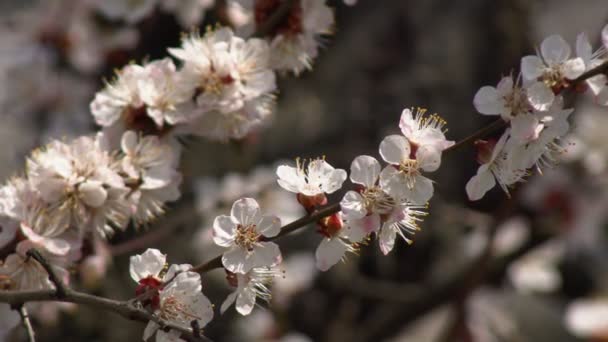 白い花白い花を咲かせる背景を背景に アプリコットの木の庭で開花する花弁の上に雨滴とアプリコット 花を閉じて — ストック動画