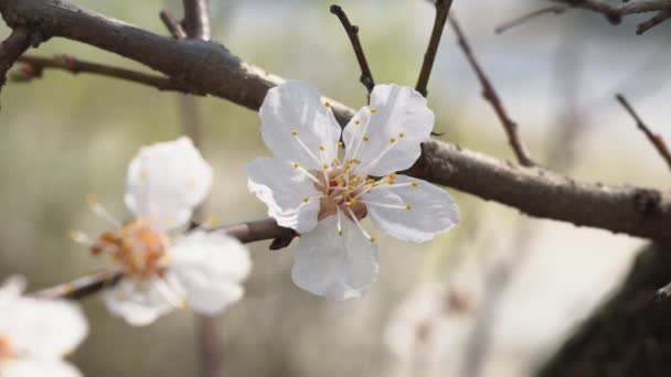 白い花白い花を咲かせる背景を背景に アプリコットの木の庭で開花する花弁の上に雨滴とアプリコット 花を閉じて — ストック動画