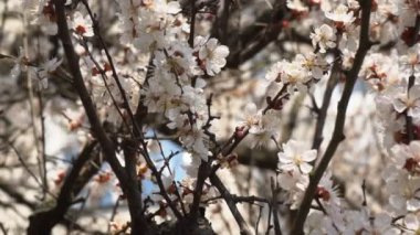 Yapraklarında yağmur damlaları olan beyaz bir kayısı, kayısı ağaçlarının bahçesinde çiçek açıyor, çiçek açan beyaz çiçeklerin arka planında. Doğa. Çiçek yakın çekim.