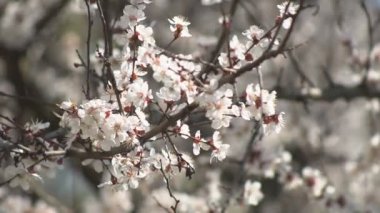 Yapraklarında yağmur damlaları olan beyaz bir kayısı, kayısı ağaçlarının bahçesinde çiçek açıyor, çiçek açan beyaz çiçeklerin arka planında. Doğa. Çiçek yakın çekim.